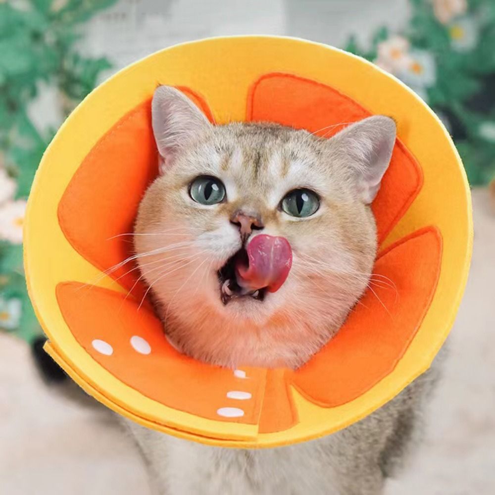 ปลอกคอเอลิซาเบธแบบนุ่มลายผลไม้ - Pet Supplies Nail Trim บทวิจารณ์และราคา